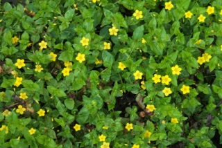 Lysimachia nemorumBoswederik bestellen